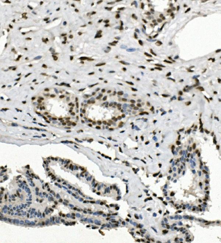 HP1 alpha/CBX5 Antibody