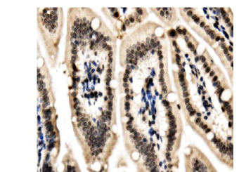 HP1 alpha/CBX5 Antibody
