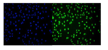 Cbx8 Antibody