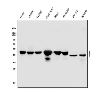 Cbx8 Antibody