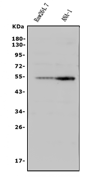 CD4 Rabbit Polyclonal Antibody