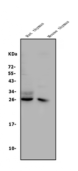 CD8 alpha/Cd8a Rabbit Polyclonal Antibody