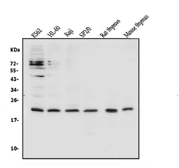 CD69 Antibody