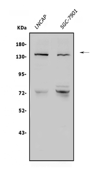 N-Cadherin-2 CDH2 CD325-/CD325 Rabbit Polyclonal Antibody