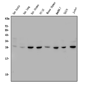 CTHRC1 Antibody