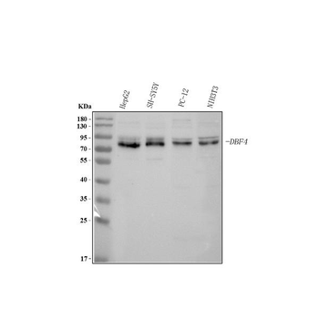 DBF4 Antibody