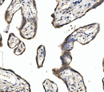 DLL1 Rabbit Polyclonal Antibody
