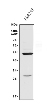 Endothelin A Receptor/ET-A/EDNRA/ET Rabbit Polyclonal Antibody