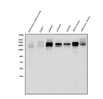 EGFR Antibody