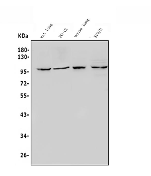 HIF-2-alpha/EPAS1/HIF Rabbit Polyclonal Antibody