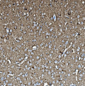 GAP43 Rabbit Polyclonal Antibody