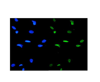 GATA3 Rabbit Polyclonal Antibody