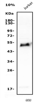 GATA3 Rabbit Polyclonal Antibody