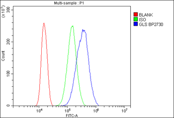 Glutaminase/GLS Antibody