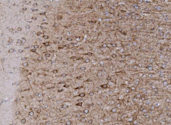 mGluR1/GRM1 Antibody