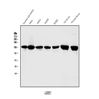 mGluR1/GRM1 Antibody