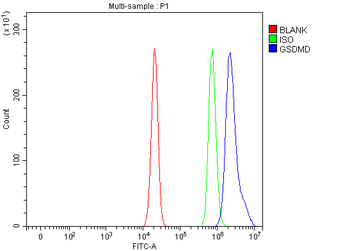 GSDMD Rabbit Polyclonal Antibody