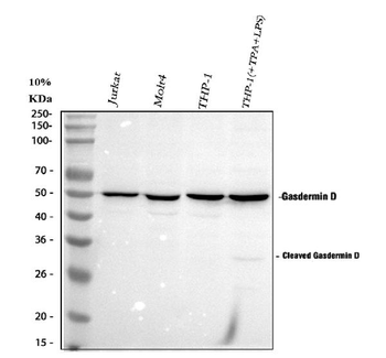 GSDMD Rabbit Polyclonal Antibody