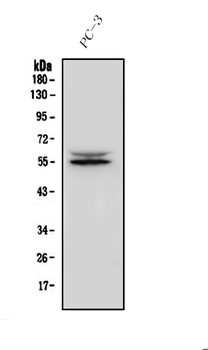 IRF3 Rabbit Polyclonal Antibody
