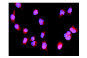 IRF3 Rabbit Polyclonal Antibody