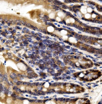 IRF3 Rabbit Polyclonal Antibody
