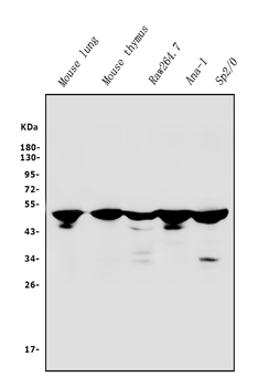 IRF3 Rabbit Polyclonal Antibody