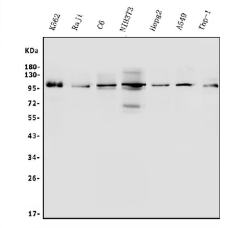 ITCH/AIP4 Rabbit Polyclonal Antibody