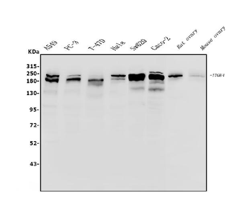 Integrin beta 4/ITGB4 Antibody