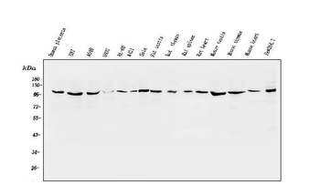 ApoER2/LRP8 Antibody