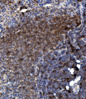 LY6C Rabbit Polyclonal Antibody
