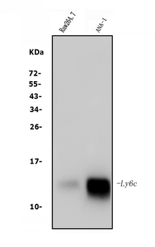 LY6C Rabbit Polyclonal Antibody