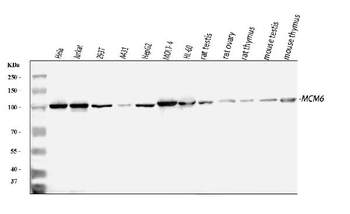 MCM6 Rabbit Polyclonal Antibody