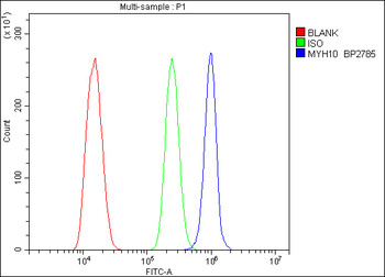 non-muscle Myosin IIB/MYH10 Antibody