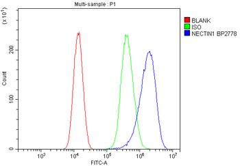 PVRL1/NECTIN1 Antibody