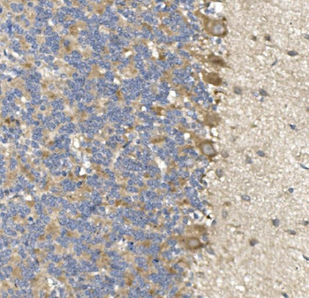 PVRL1/NECTIN1 Antibody