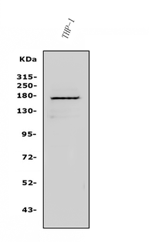 NFAT5 Rabbit Polyclonal Antibody