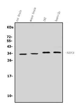 Neurotrophin 3/NTF3 Rabbit Polyclonal Antibody