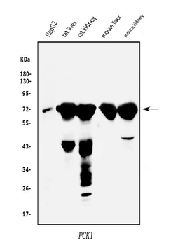 PCK1/PEPC Rabbit Polyclonal Antibody