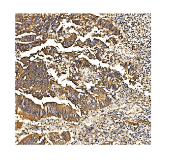PDE6 beta/PDE6B Rabbit Polyclonal Antibody