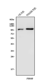 PDE6 beta/PDE6B Rabbit Polyclonal Antibody