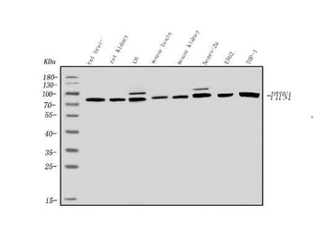 PNPT1 Rabbit Polyclonal Antibody