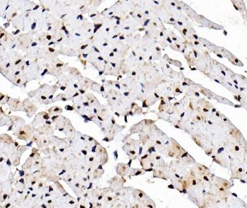 Rad9/Rad9a Rabbit Polyclonal Antibody
