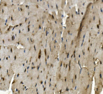 Rad9b Rabbit Polyclonal Antibody
