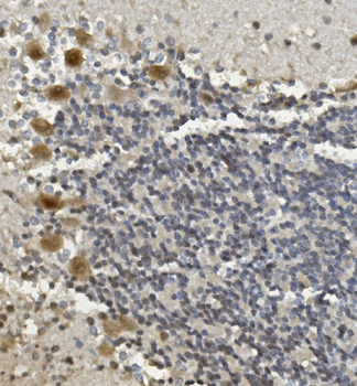 Rad9b Rabbit Polyclonal Antibody