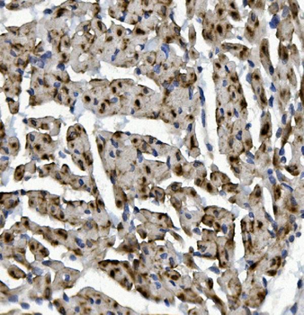Rad9b Rabbit Polyclonal Antibody