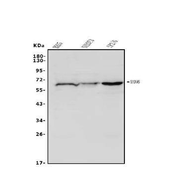 Rad9b Rabbit Polyclonal Antibody