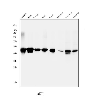 RCC1 Rabbit Polyclonal Antibody