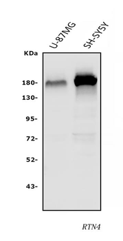 Nogo A/RTN4 Rabbit Polyclonal Antibody