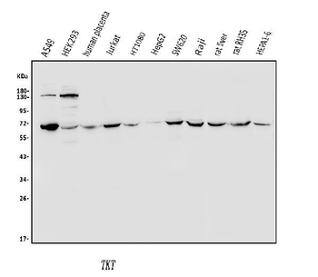 Transketolase/TKT Antibody