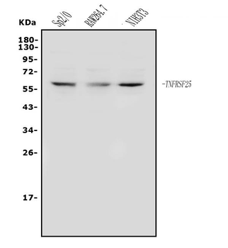 DR3/Tnfrsf25 Rabbit Polyclonal Antibody